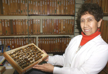 Colección de Abejas de la PUCV se subió a plataforma online sobre biodiversidad - Foto 3