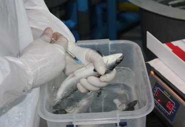 Investigadores PUCV realizan nuevos aportes al debate científico sobre la efectividad de las vacunas para salmones - Foto 3