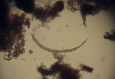 Investigación PUCV fue publicada en importante revista norteamericana