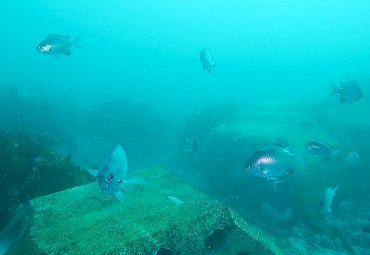 Escuela de Ciencias del Mar PUCV realizó Taller sobre Arrecifes Artificiales
