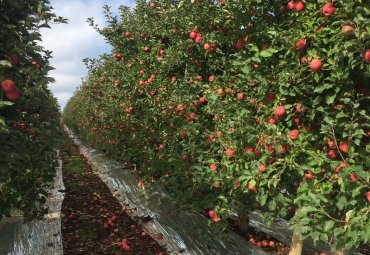 Investigadores proponen innovador enfoque para conciliar la producción agrícola y la biodiversidad - Foto 1