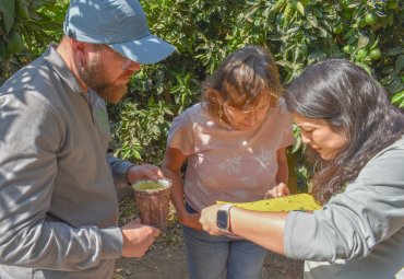 Investigadores presentan alternativas sostenibles para el manejo integrado de insectos