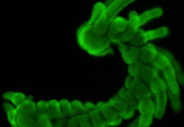 Desarrollo de los insectos sería la clave para entender la evolución