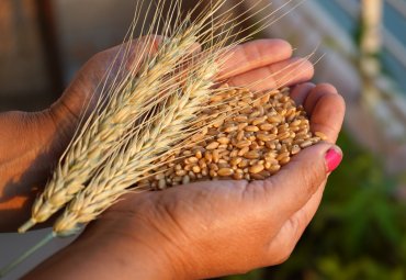 Investigan propiedades antimicrobianas y anticancerígenas del germen de trigo para producir alimentos funcionales