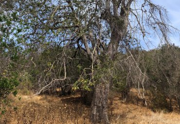 PUCV lidera diseño del primer inventario nacional de impactos del cambio climático