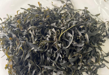 Investigan bebidas probióticas a partir de macroalgas de la región de Valparaíso