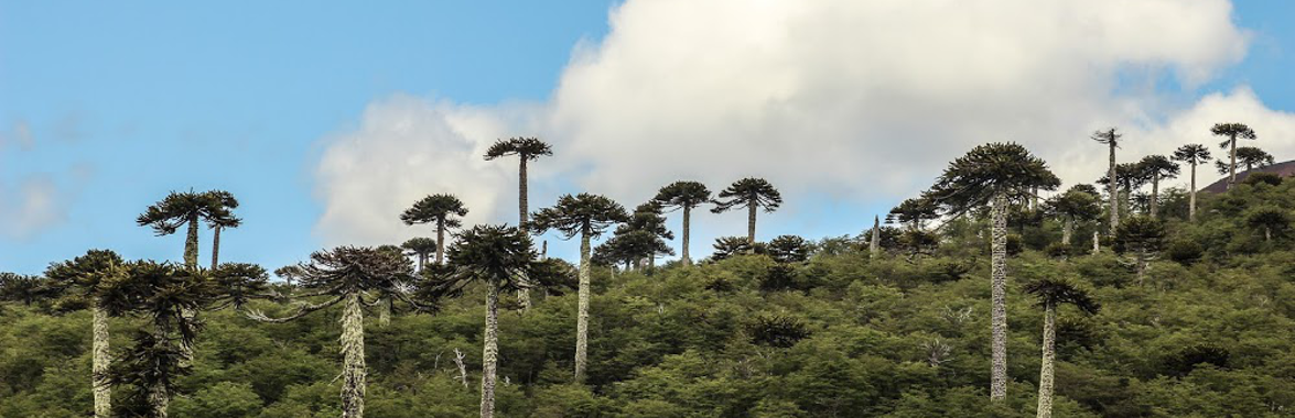 Laboratorio de Dendrocronología y Estudios Ambientales