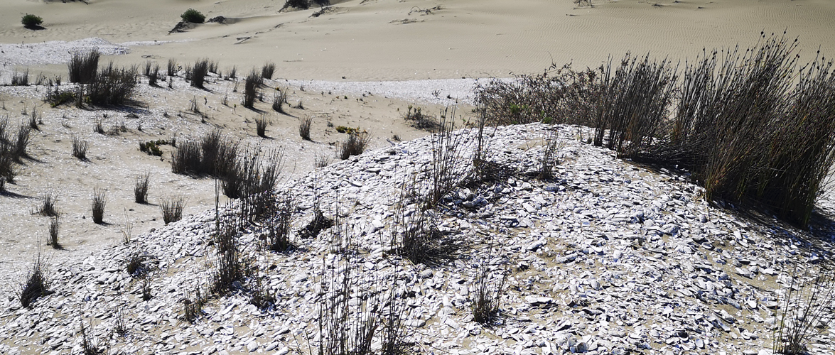 Los primeros habitantes