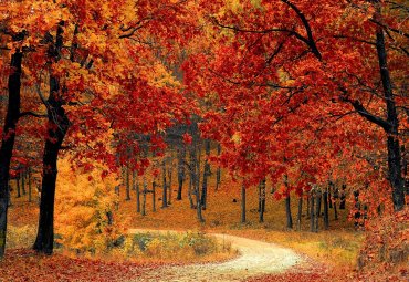 Música de Cámara: "Bosques Rojos" de Luis Leiva Maturana