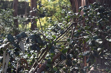 Efectos antioxidantes, antiinflamatorios y regenerativos del boldo