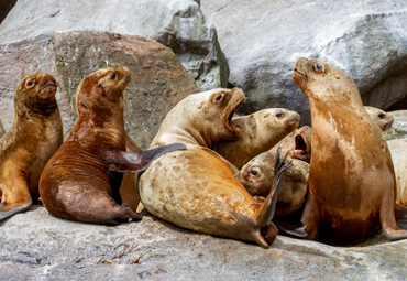 Investigadoras PUCV visitan la Fundación San Ignacio del Huinay para reconocer el trabajo realizado por la Universidad en la Región de Los Lagos