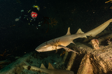 Me enganche del buceo desde la primera inmersión