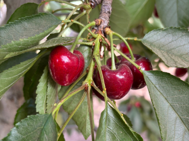 Estudio busca minimizar el tamaño del carozo y mejorar la calidad de las cerezas