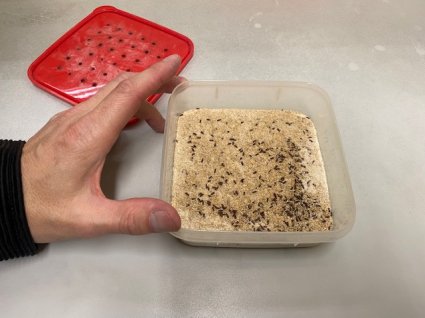 Desarrollo de los organismos exitosos sería la clave para entender la evolución