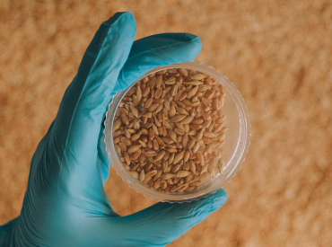 Estudian propiedades antimicrobianas y anticancerígenas del germen de trigo para producir alimentos funcionales