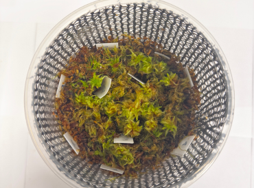 Proponen solución biotecnológica para restaurar turberas en Chile