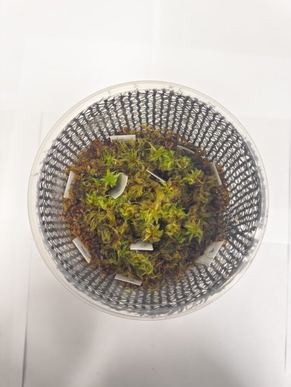 Proponen solución biotecnológica para restaurar turberas en Chile