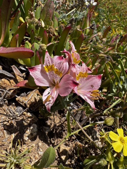 Estudiantes de enseñanza básica participan de actividad a terreno apoyado por el Instituto de Biología y Laboratorio AEF