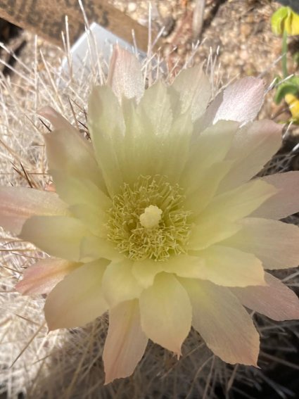 Instituto de Biología participó de Fiesta de los Cactus en Jardín Botánico Nacional