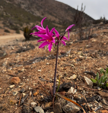 Profesores y estudiantes del Instituto de Biología PUCV participaron de la XXXVI Reunión Anual de la Sociedad Botánica de Chile