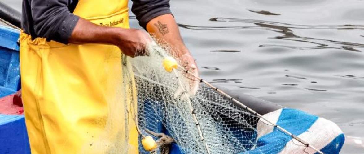 Cuatro académicos de la ECM fueron seleccionados para integrar Comités Científicos Pesqueros que asesoran al Ministerio de Economía