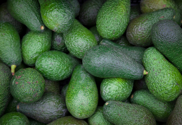 Quillota abre la conversación internacional sobre el futuro sustentable de la palta