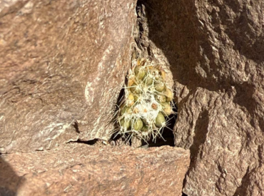 PUCV lidera innovadora investigación para conservar cactus endémico de Chile mediante bacterias benéficas