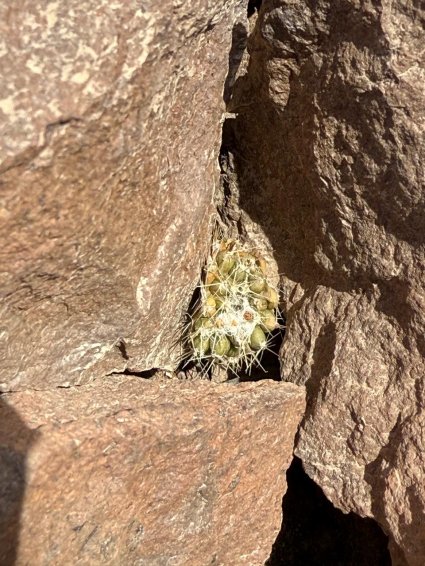 PUCV lidera innovadora investigación para conservar cactus endémico de Chile mediante bacterias benéficas