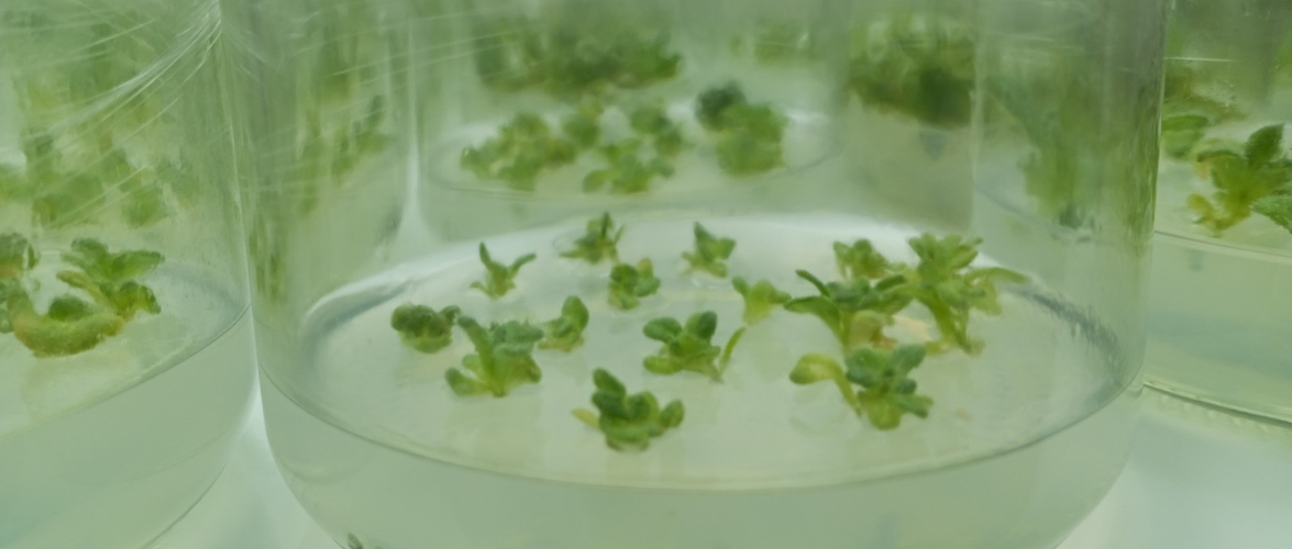 Quillota será sede de curso internacional sobre nuevas estrategias en mejoramiento genético de plantas ornamentales